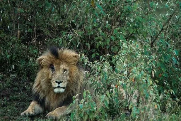 الأسد الشهير «سكارفيس» يفارق الحياة