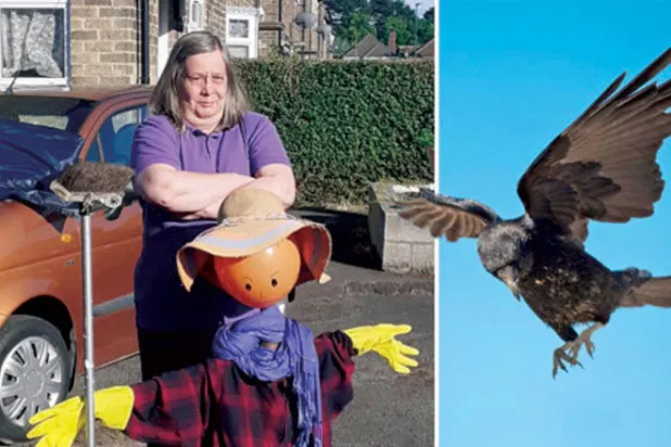 غرابان ينشران الرعب ويدمران السيارات في قرية بريطانية