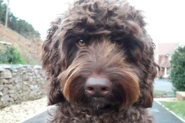 كلب ينجح في إثناء سيدة عن الانتحار