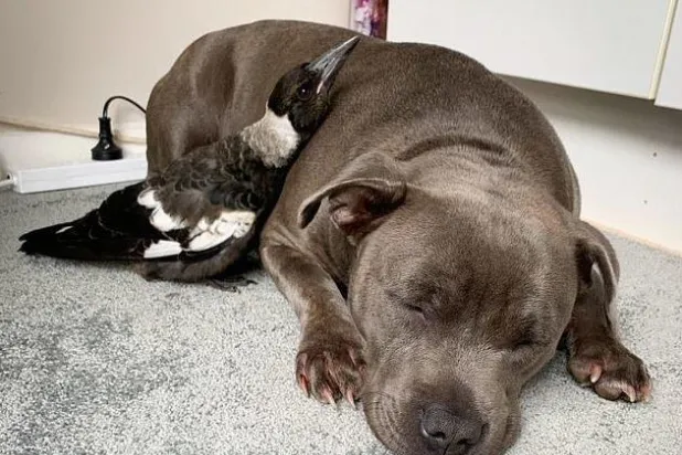 شاهد... طائر «ينبح» مقلداً كلبة «تبنته»