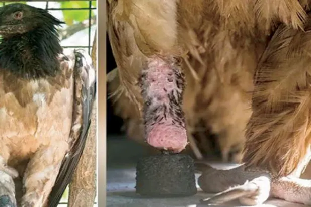 تركيب طرف صناعي لنسر