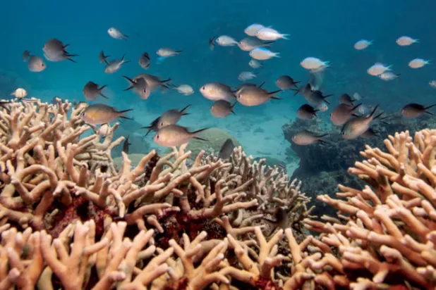 إدراج الحاجز المرجاني ضمن المواقع المعرّضة للخطر يغضب أستراليا