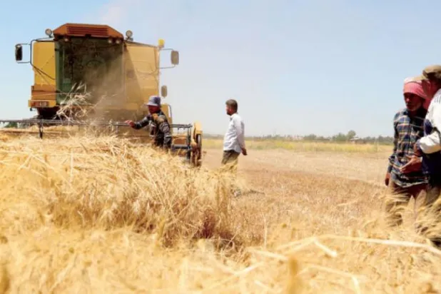 Savaş ve kuraklık Suriye'nin ‘beyaz altınını’ tehdit ediyor