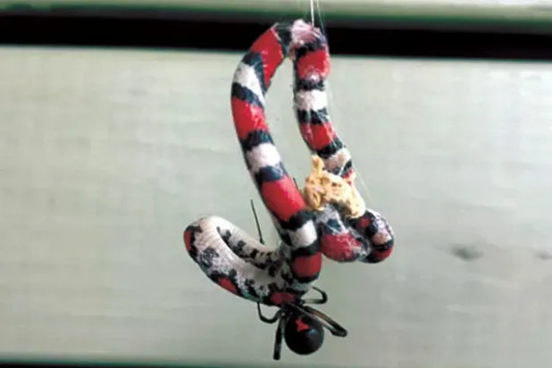 رغم صغر حجمها... العناكب تفترس 86 نوعاً من الأفاعي