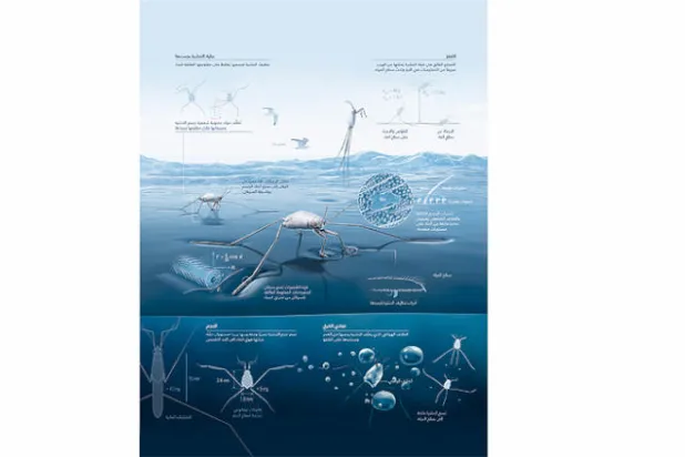 كيف تمكّنت الحشرات المتزلجة من احتلال المُحيطات؟