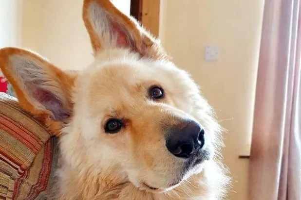 كلب ينقذ حياة أصحابه بعد نشوب حريق بمنزلهم أثناء نومهم