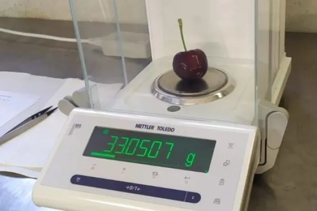 الحبة الواحدة تزن 33 غراماً... زراعة أكبر كرز في العالم بإيطاليا
