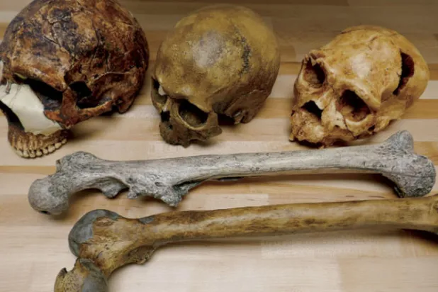 تأثير كبير للمناخ على حجم أجسادنا... ومحدود على أدمغتنا