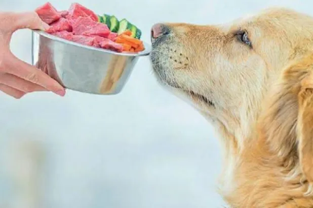 طعام الكلاب قد ينشر البكتيريا المقاومة للمضادات الحيوية