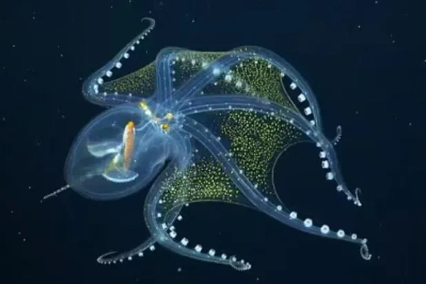 رصد أخطبوط زجاجي نادر له جلد شفاف وأعضاء داخلية مرئية (فيديو)