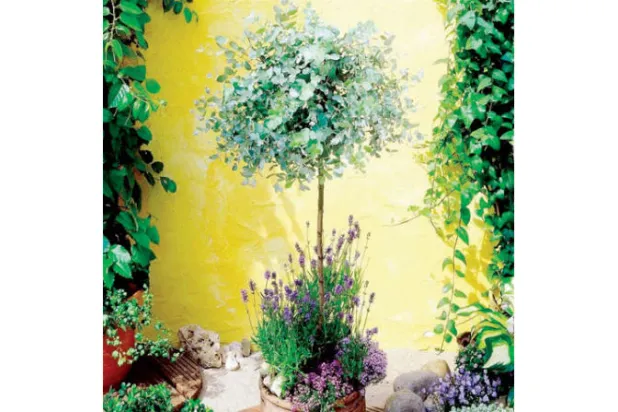 قصة قصيرة: الطين والكافور