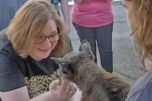 كلب يعود لأصحابه بعد عشر سنوات من اختفائه