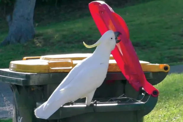 الباحثون في سيدني يدرسون ذكاء طيور «كوكاتو»