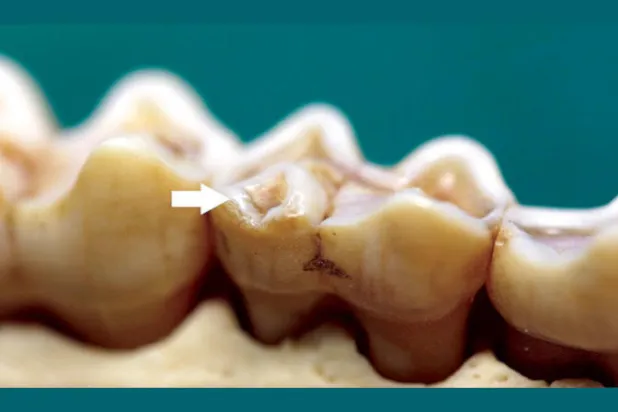 توصية بسحب لقب من أحد أجناس الإنسان البدائي