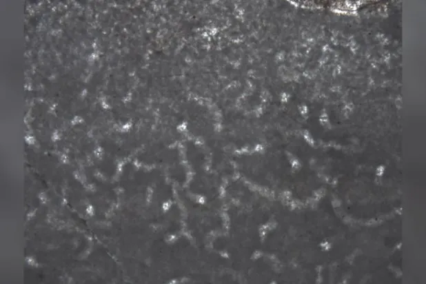 عاشت قبل 890 مليون سنة... هياكل إسفنجية متحجرة قد تكون أقدم أشكال الحياة الحيوانية