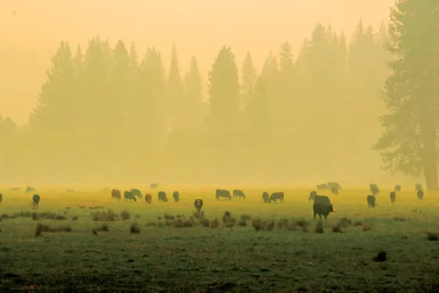 تصاعد الدخان في مزارع للابقار في كوينسي جنكشن كاليفورنيا (نيويورك تايمز)