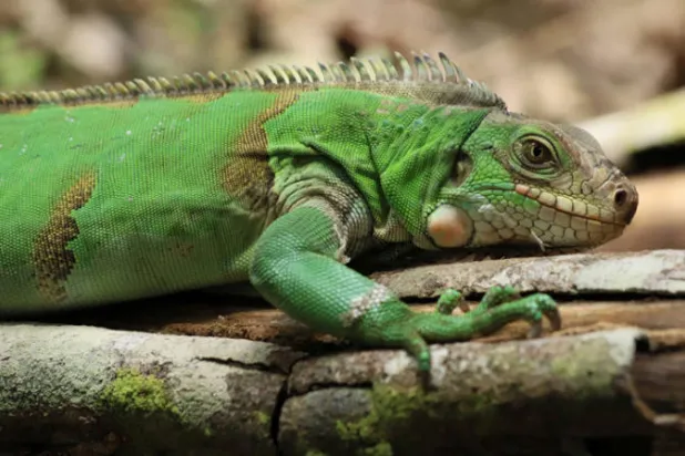 بعثة علمية لتعداد الإيغوانا الزهرية للمرة الأولى