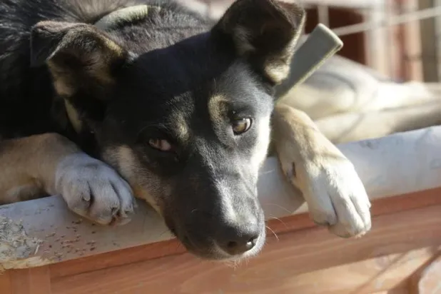 أبرزها البازلاء... دراسة تربط بين مكونات غذائية وأمراض القلب لدى الكلاب