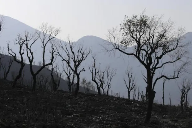Cezayir’de yangınlar sonucu yaşanan can kaybı 90’a yükseldi