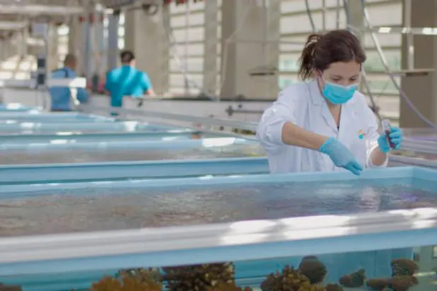 «المُعينات الحيوية» تعزز مقاومة المرجان وتعافيه من آثار ارتفاع حرارة البحار