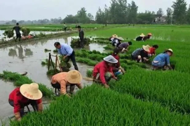 فيتنام تدرس تقليص مساحات الأرز المزروعة