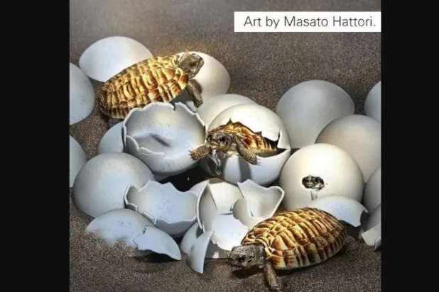 بحجم كرة التنس... العثور على بيضة عمرها 90 مليون سنة لسلحفاة عملاقة