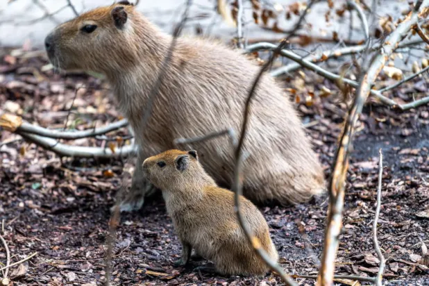 شاهد... قوارض ضخمة تغزو شوارع بوينس آيرس وتتسبب في حوادث مرورية