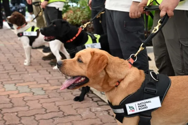 فوائد اقتناء الكلاب على صحة الإنسان... تعرّف عليها