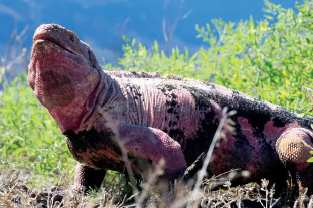 إحصاء في أرخبيل غالاباغوس لحيوانات الإيغوانا الزهرية النادرة