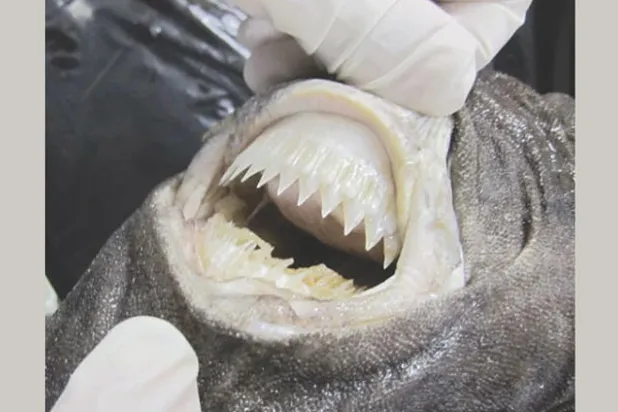 نظام غذائي غير متوقع للقرش «كوكي كاتر»