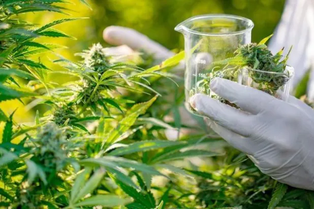 بنما تشرّع استخدام القنب الهندي لأغراض طبية