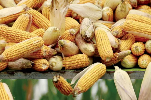 نزاع الحبوب الصيني ـ الأميركي على مائدة «منظمة التجارة»