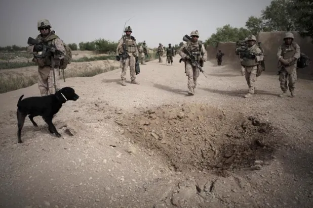 بعد الانسحاب... الجيش الأميركي ينفي ترك الكلاب في مطار كابل