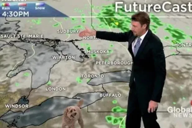 شاهد... كلب يقتحم نشرة الأخبار بحثاً عن الطعام