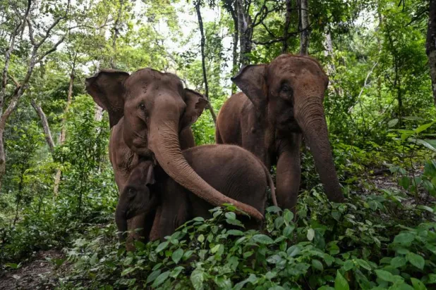 آذان ومناقير أكبر... تغيّر المناخ يدفع الحيوانات لـ«تغيير أشكالها»