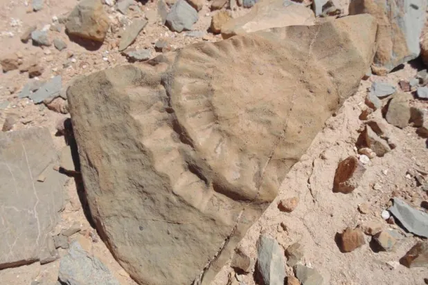 اكتشاف أول بقايا لديناصور من العصر الجوراسي في نصف الكرة الجنوبي