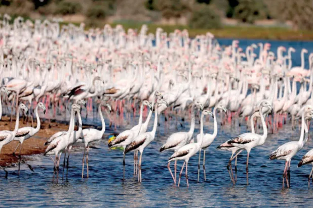 المحميات في العالم العربي تتقلص وتتمزق