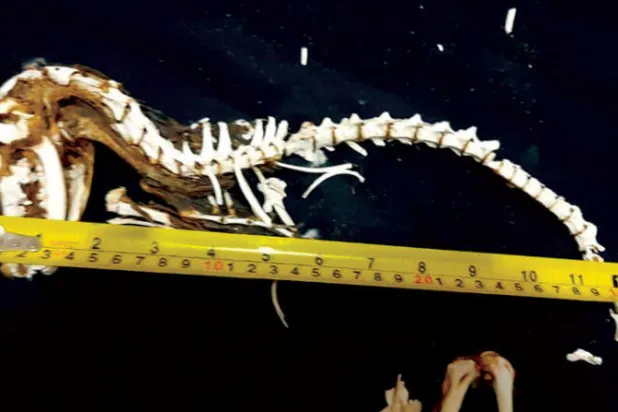 ليبي يعثر على هيكل ديناصور صغير