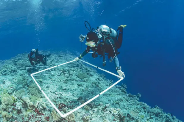 أحد الباحثين خلال دراسة إحدى الشعاب المرجانية في البحر الأحمر (الشرق الأوسط)