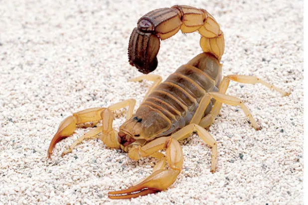 حل ألغاز حركات التفاف والتواء ذنب العقرب