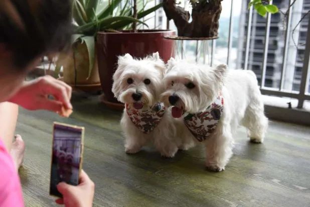 الكولومبيون قد يحصلون على يومي إجازة عند نفوق حيوانهم الأليف