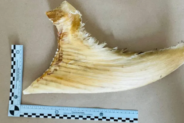 كولومبيا تضبط شحنة مهربة من زعانف أسماك قرش