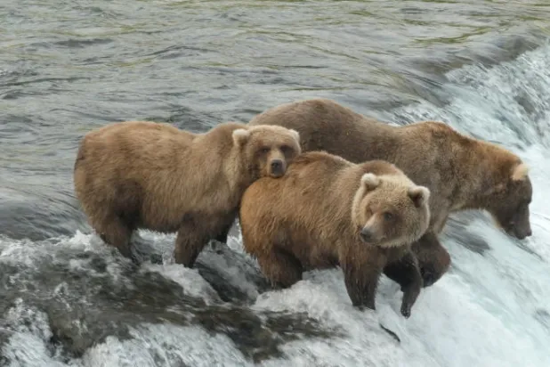 في أسبوع «الدب السمين»... ألاسكا تحتفي بالدببة البنية (صور)