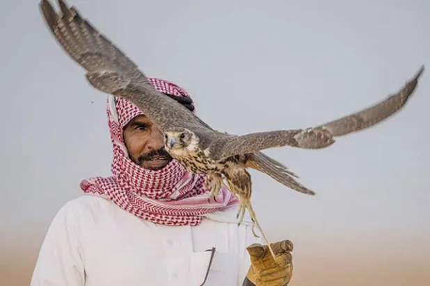 شاهین باز بودن یکی از نمادهای اصیل عربی و مایه افتخار به شمار می رود (واس)