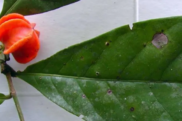 لماذا استغرقت عملية تسمية نبات استوائي غامض نحو 50 عاماً؟