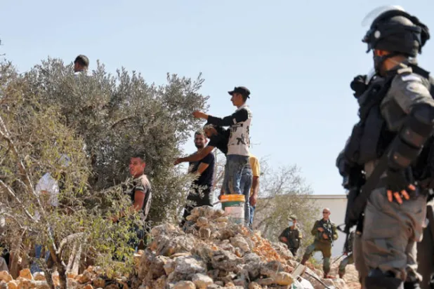 المستوطنون يشنون حربهم التقليدية على «موسم الزيتون» والفلسطينيون يتصدون لهم بـ«فزعة»