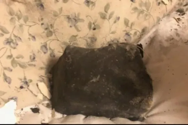 أصاب سريرها مباشرة... سقوط نيزك على منزل امرأة كندية أثناء نومها