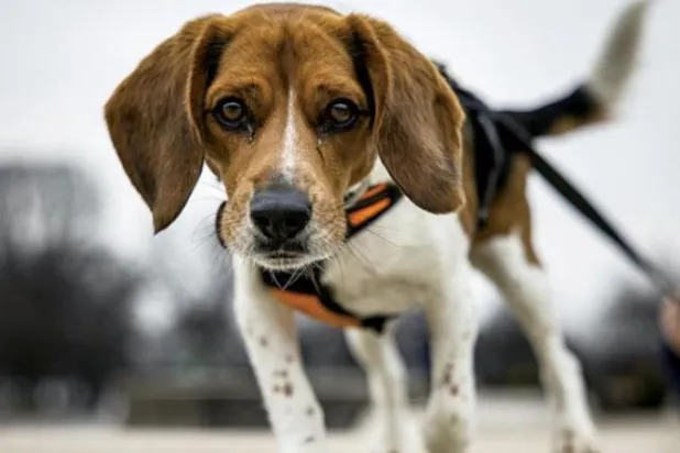 دراسة: الكلاب أيضاً قد تصاب باضطراب فرط الحركة ونقص الانتباه