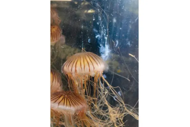 كشف أسرار الحمية الغامضة لقناديل البحر