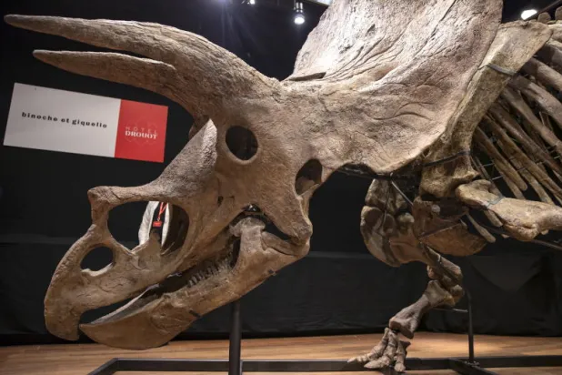 «بيغ جون»... بيع أكبر ديناصور «ترايسيراتوبس» بالعالم مقابل 7.7 مليون دولار